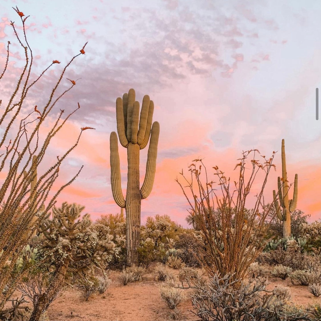 Summer Shop Vibes - A Playlist