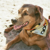 Sugar Mountain Scarf