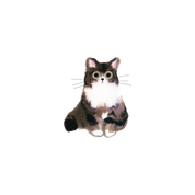 Curious Cat Tattoo Pair