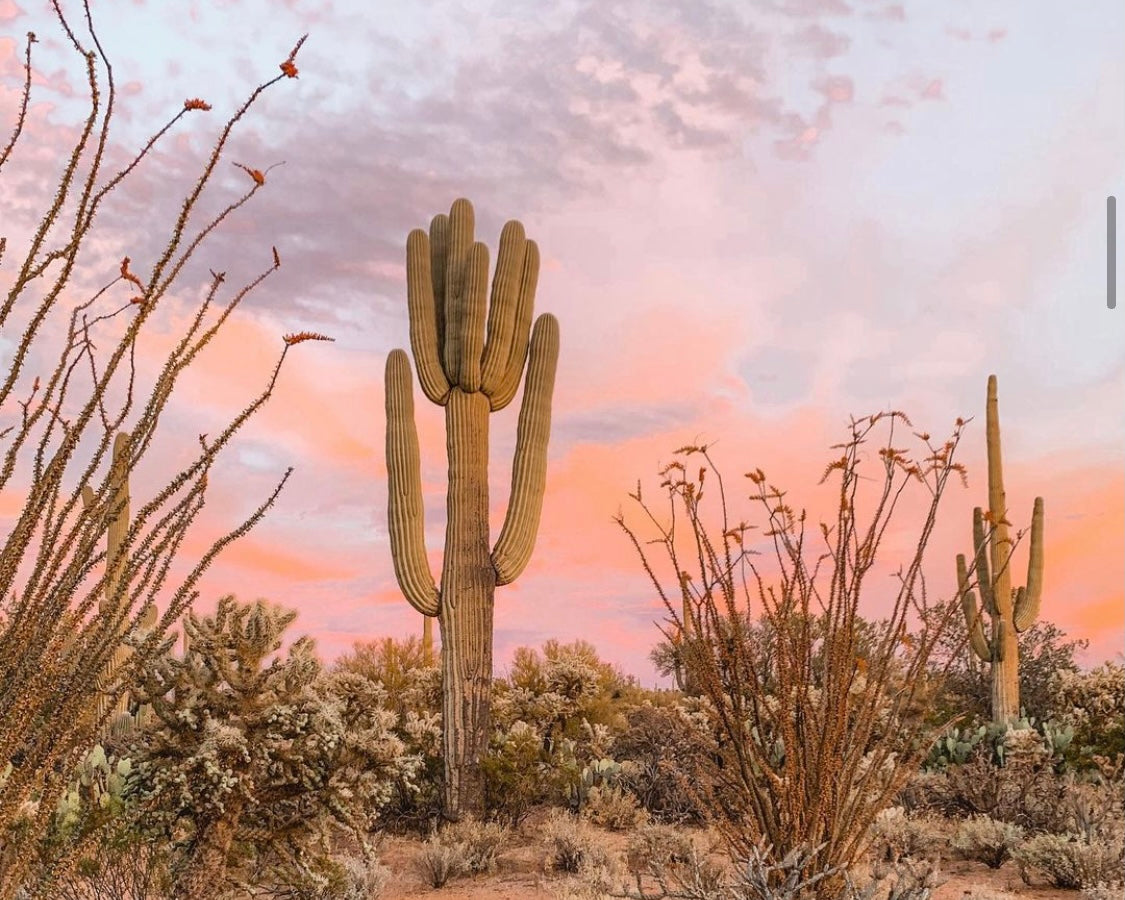 Summer Shop Vibes - A Playlist