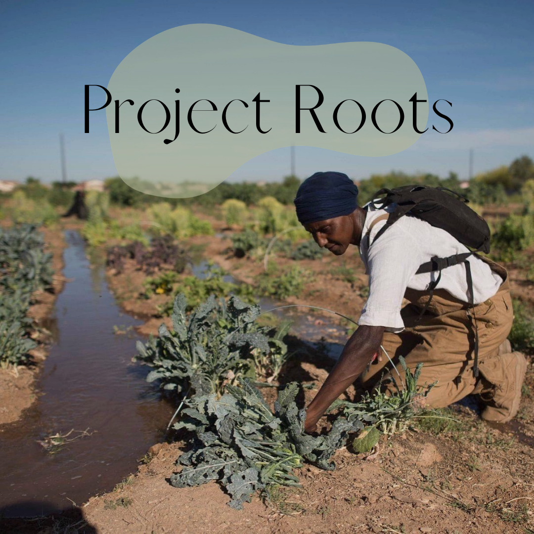 What Project Root Introducing: Project Roots – Local Nomad