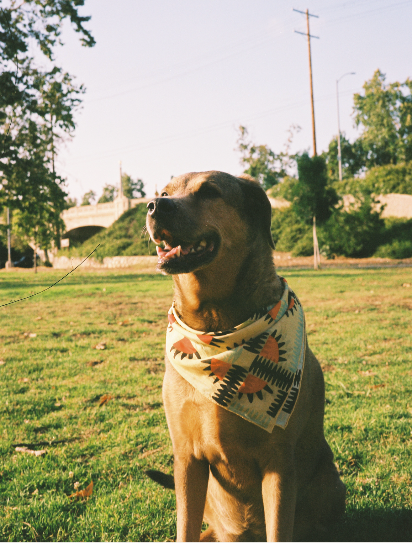 Desert Saturday Scarf