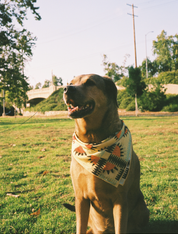 Desert Saturday Scarf