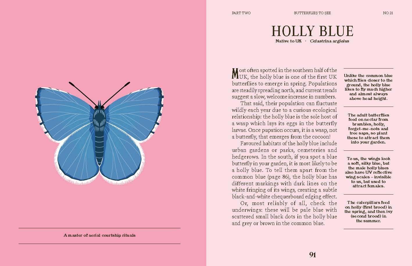 Butterflies: A Guide for the Curious