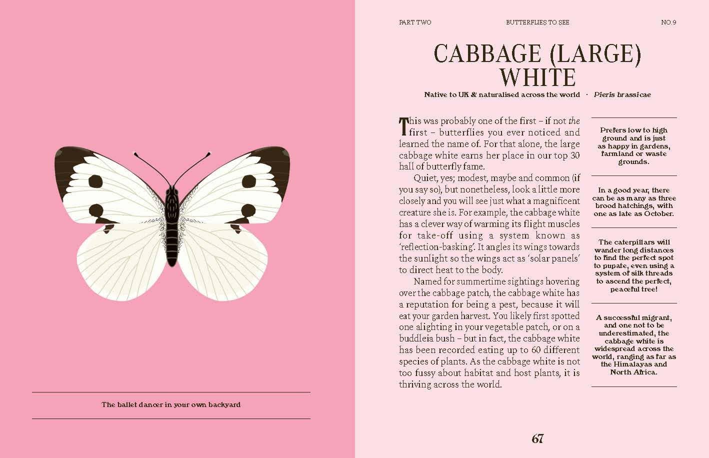 Butterflies: A Guide for the Curious