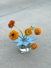 Sky Blue Star Flower Frog