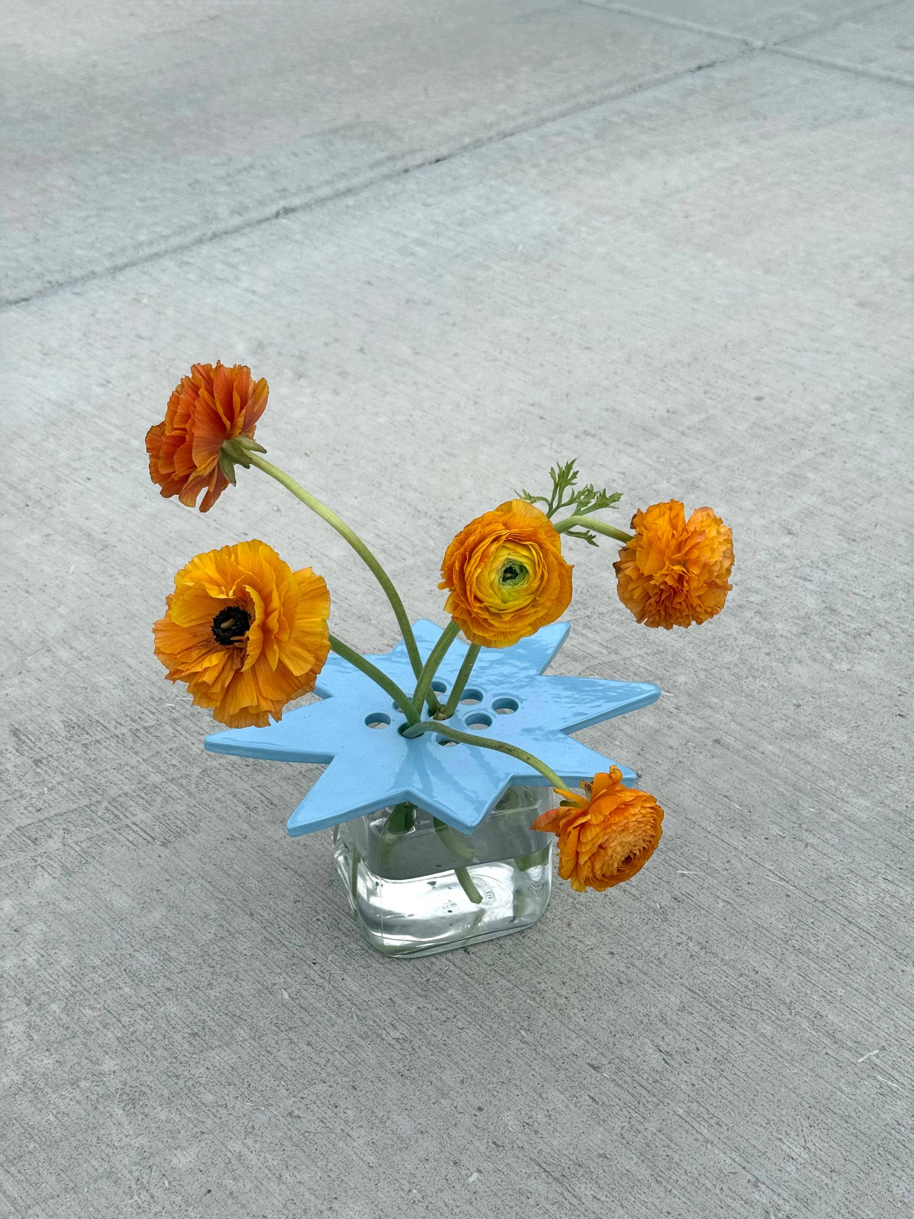 Sky Blue Star Flower Frog