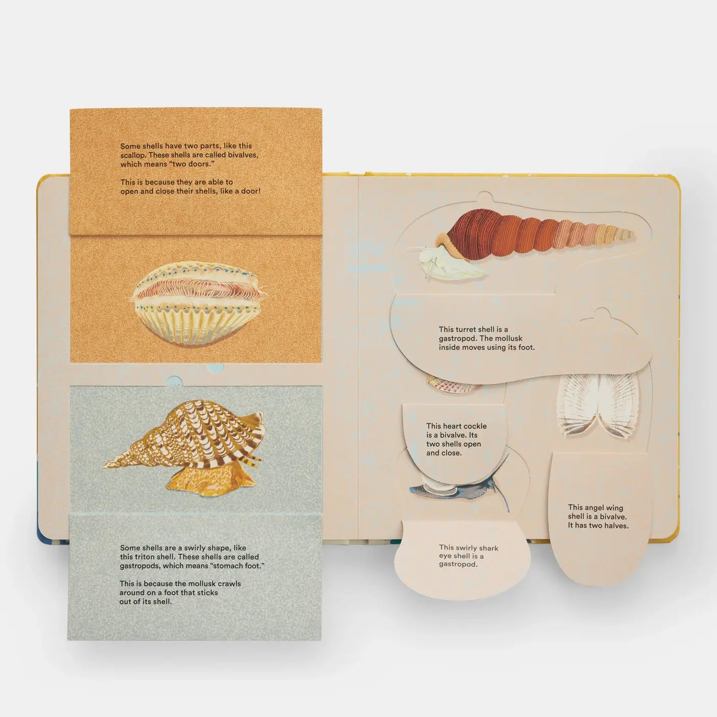 Shells... And What They Hide Inside