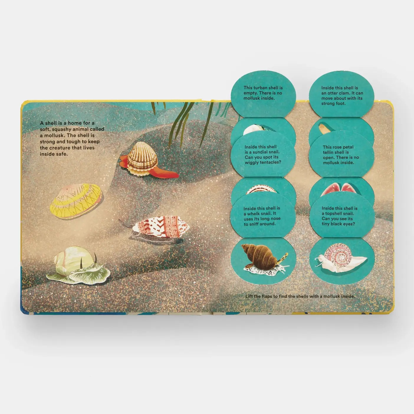 Shells... And What They Hide Inside