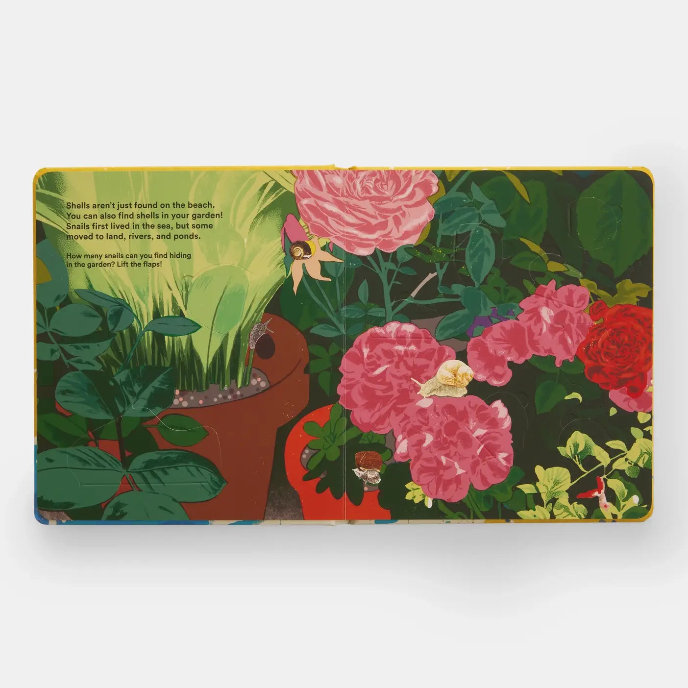 Shells... And What They Hide Inside