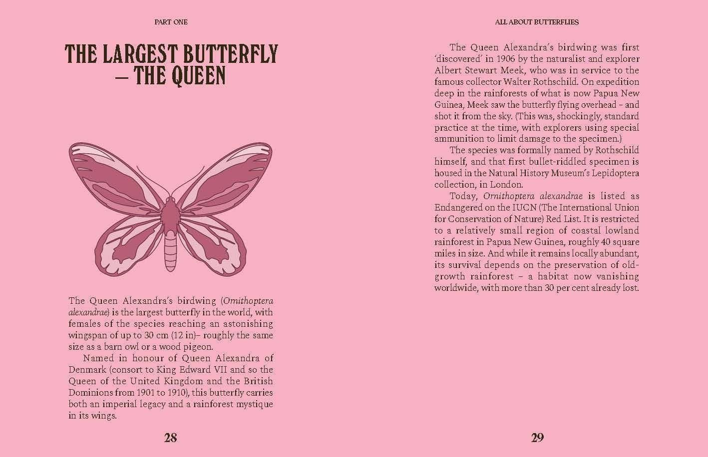Butterflies: A Guide for the Curious