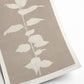 Philadelphus Coronarius - Printedplant