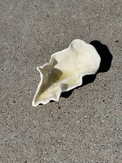 Oyster Dish