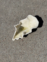Oyster Dish