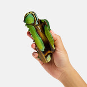 Nimbus Claw - Malachite Butterfly