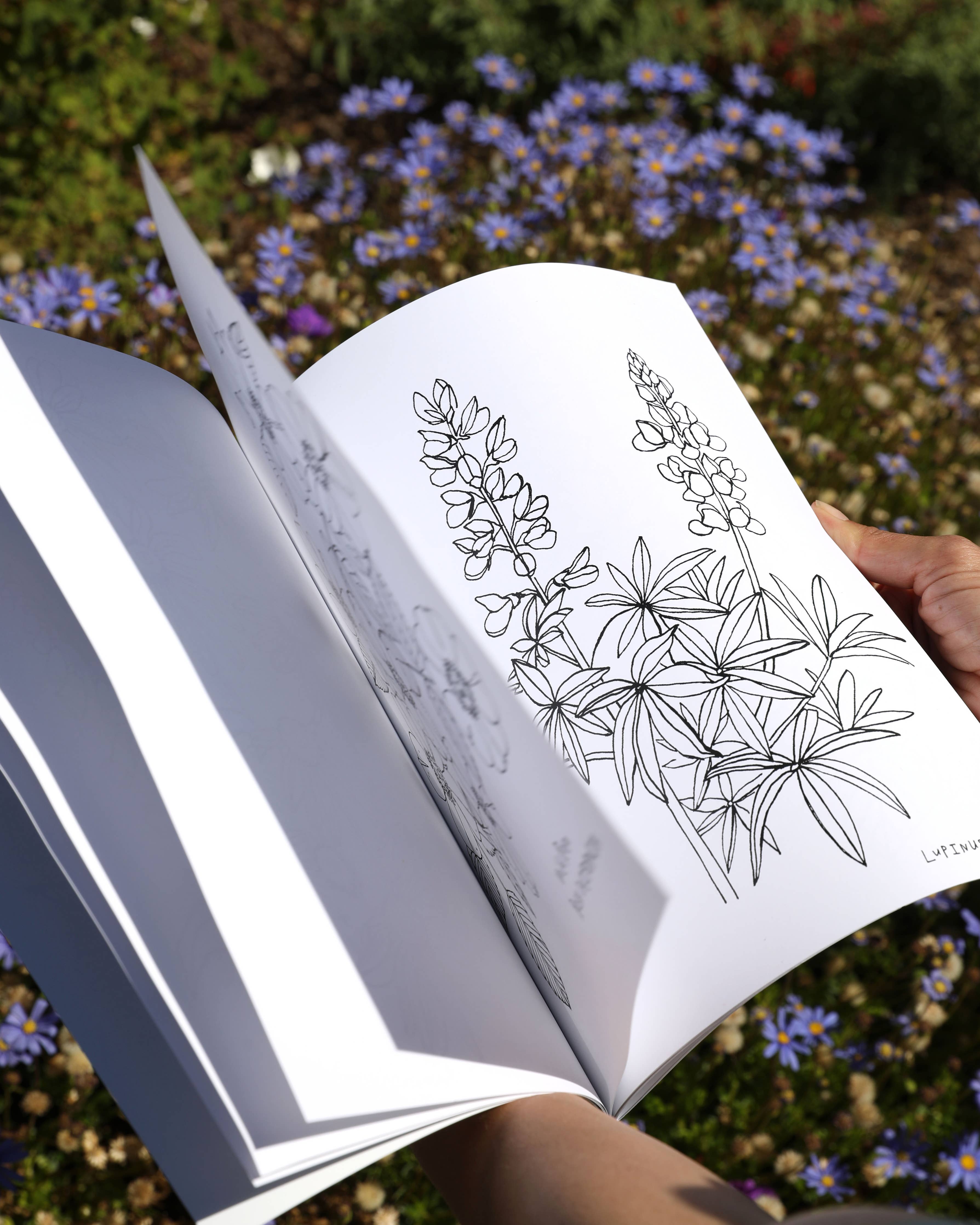 Buds Along the Path Coloring Book