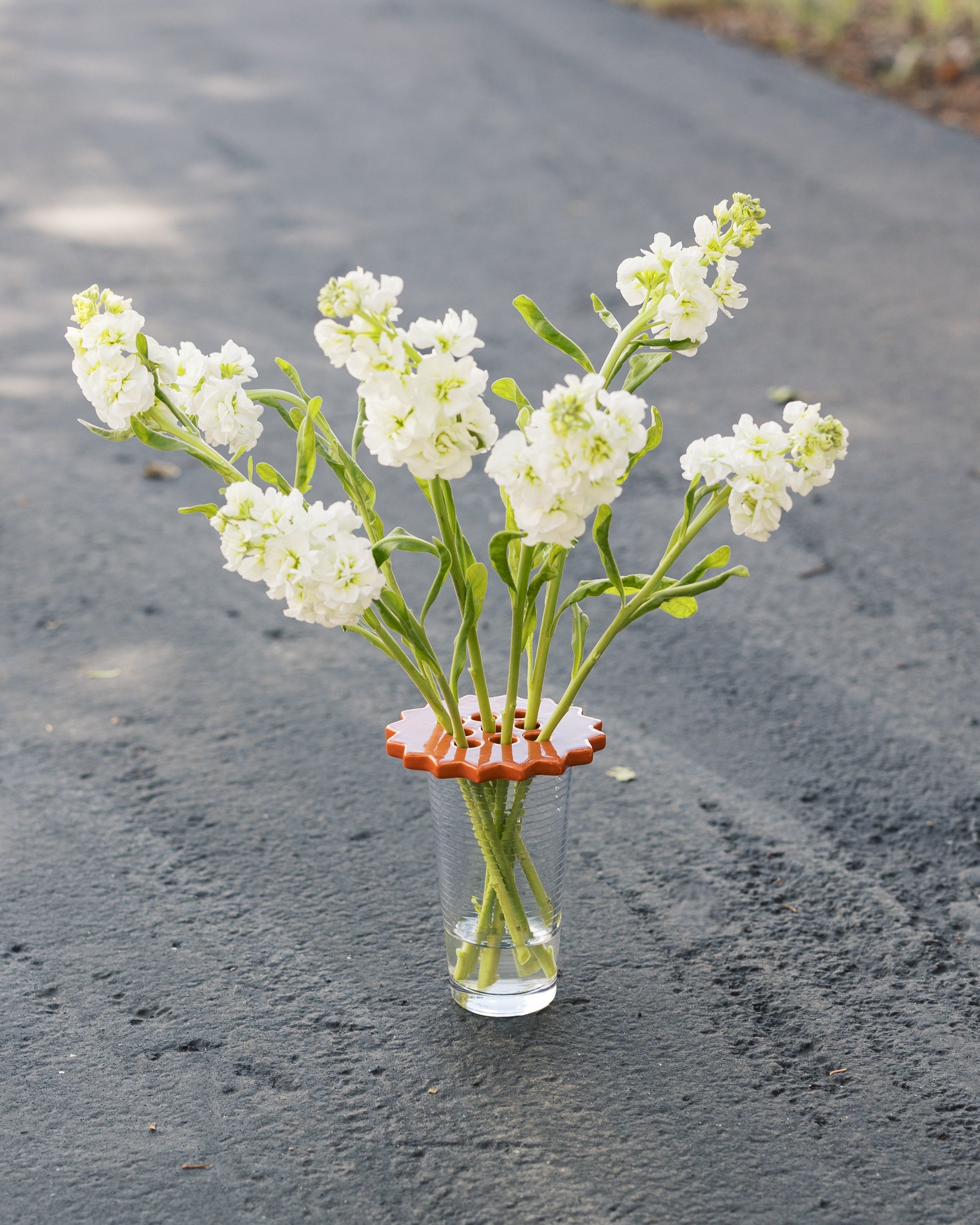 Sunshine Flower Frog